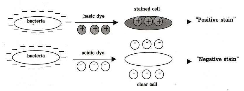 หลักการของการติดสีในการย้อมสีแบคทีเรีย