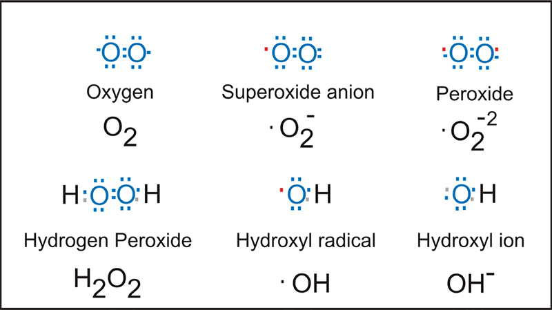 ชื่อ และโครงสร้างเคมีของ Reactive oxygen species (ROS) 6 ชนิด