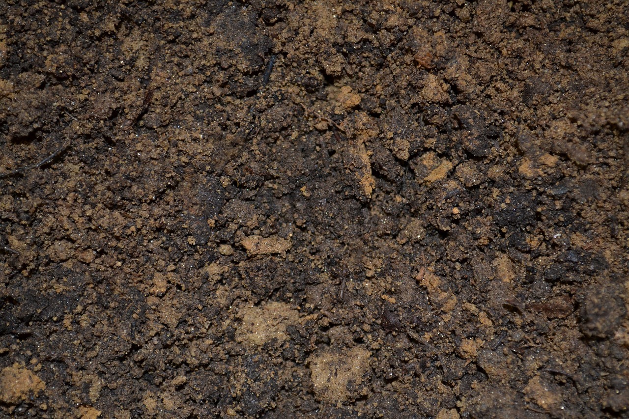 ดินที่มีลักษณะค่อนข้างเข้มเนื่องจากมีปริมาณอินทรีย์วัตถุสูง