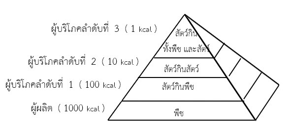 การถ่ายทอดพลังงานในระบบนิเวศ การถ่ายทอดพลังงานในระบบนิเวศ