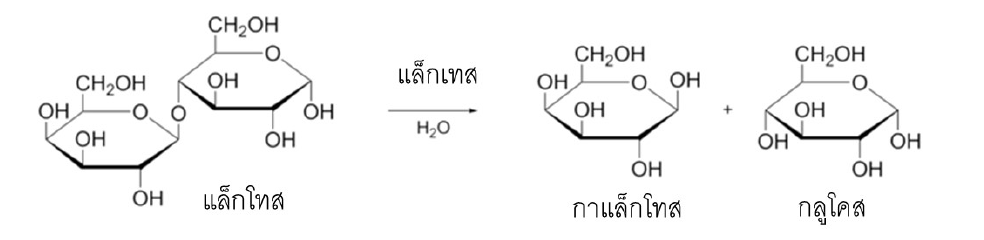 cheese01 1