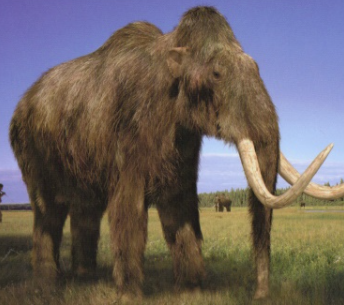 mammoth 03