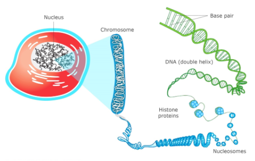 dna 03