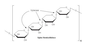 biochar 02