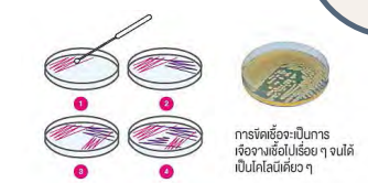 microbio 7