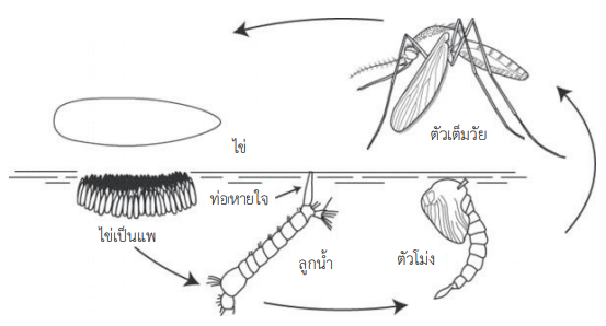 mosquitos 01