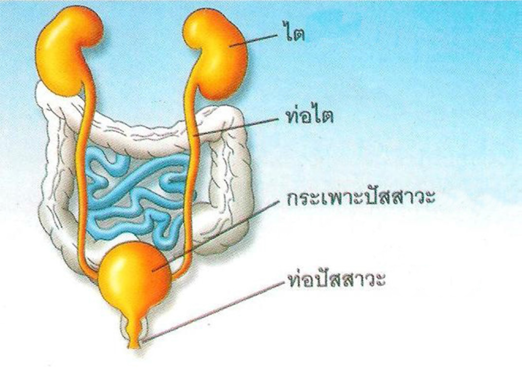 ระบบทางเดินปัสสาวะ