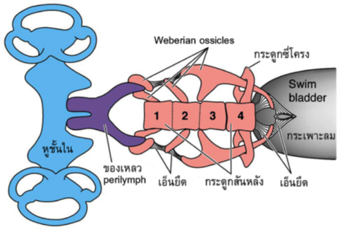 การทำงานร่วมกันของกระเพาะลมและ Weberian ossicles ในการส่งผ่านเสียงเข้าสู่หูชั้นใน