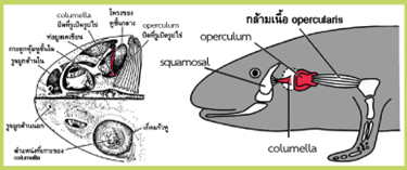 โครงสร้างของหูกบ (ภาพซ้าย) และกลไกการรับเสียงในซาลาแมนเดอร์ (ภาพขวา)