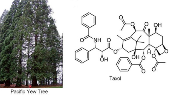 สารต้านมะเร็งแท็กซอล (taxol) ในเปลือกต้น Pacific yew 