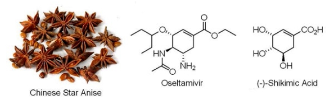 (-)-shikimic acid ซึ่งพบในโป๊ยกั๊กหรือจันทน์แปดกลีบ (Chinese star anise) 