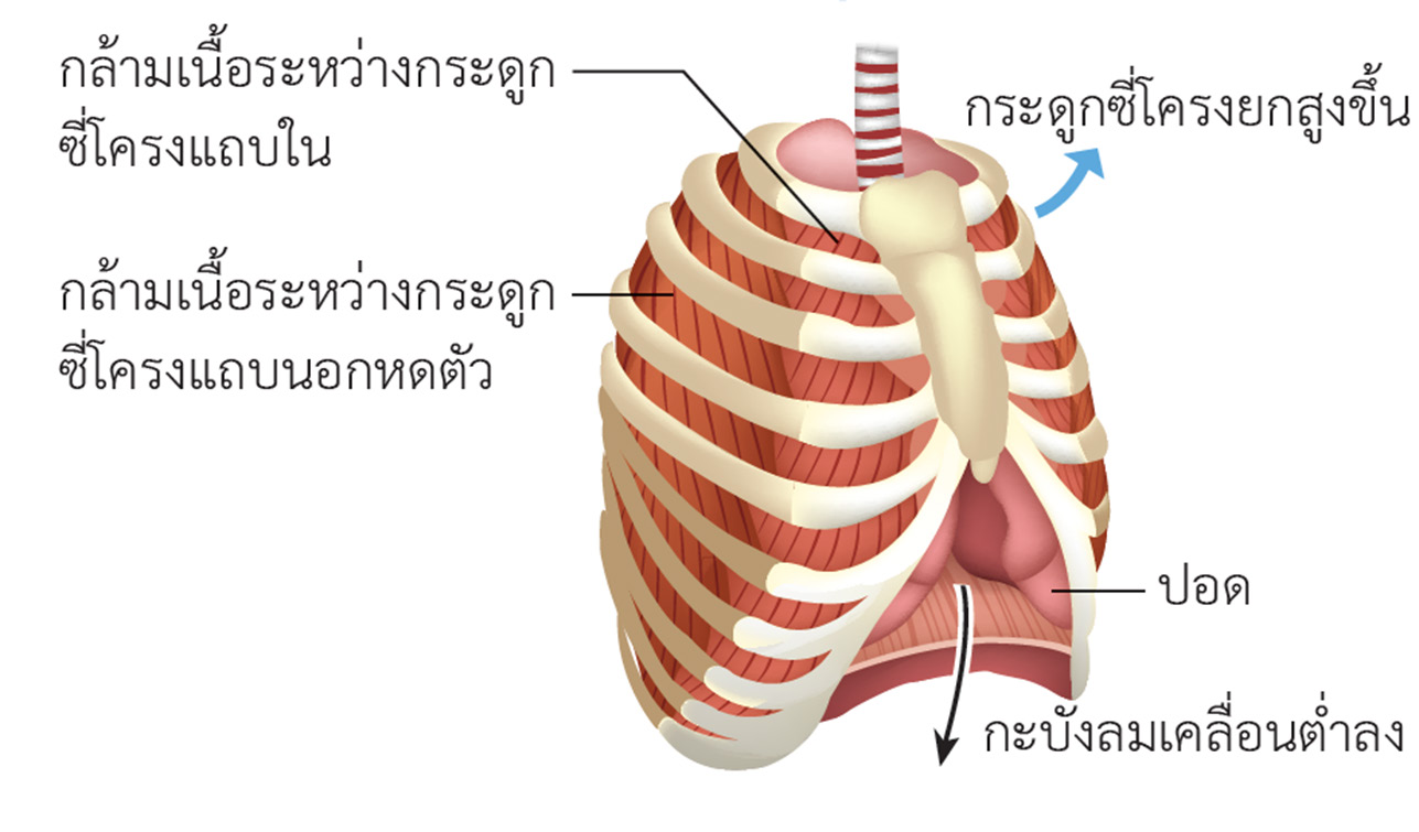 การหายใจเข้า