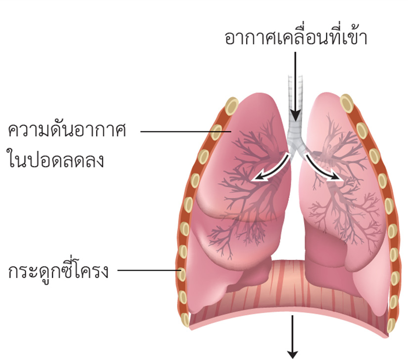 การหายใจเข้า