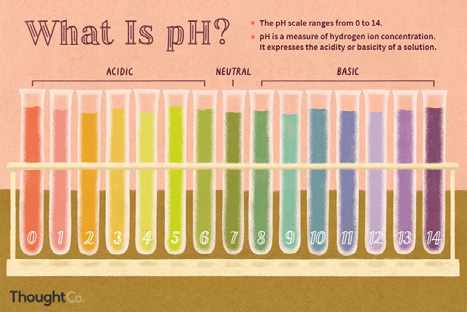 การเรียนรู้เกี่ยวกับ pH