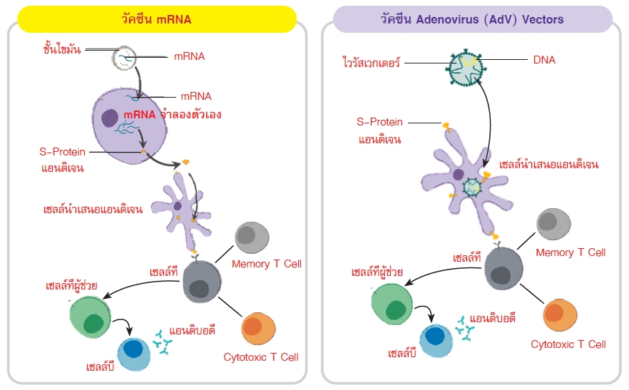 แสดงกลไกการกระตุ้นของร่างกายเมื่อได้รับวัคซีน mRNA หรือวัคซีน Adenovirus (AdV) Vectors