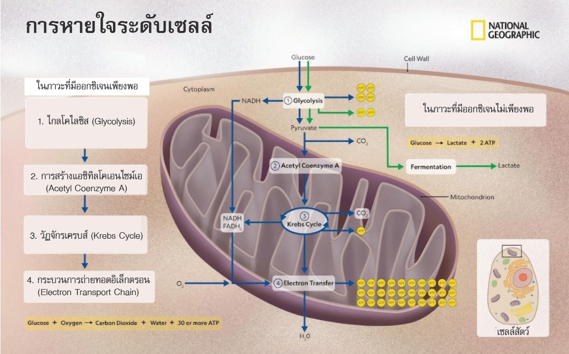 การหายใจระดับเชลล์