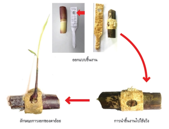 การออกแบบนวัตกรรมและการนำไปใช้งาน