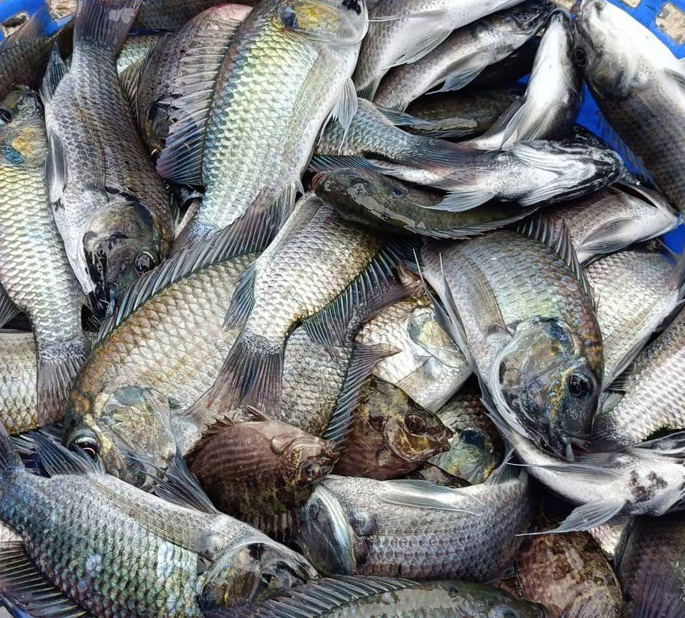 ภาพกองปลาตายจำนวนมาก