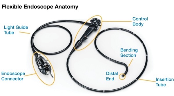 flexible endoscope anatomy