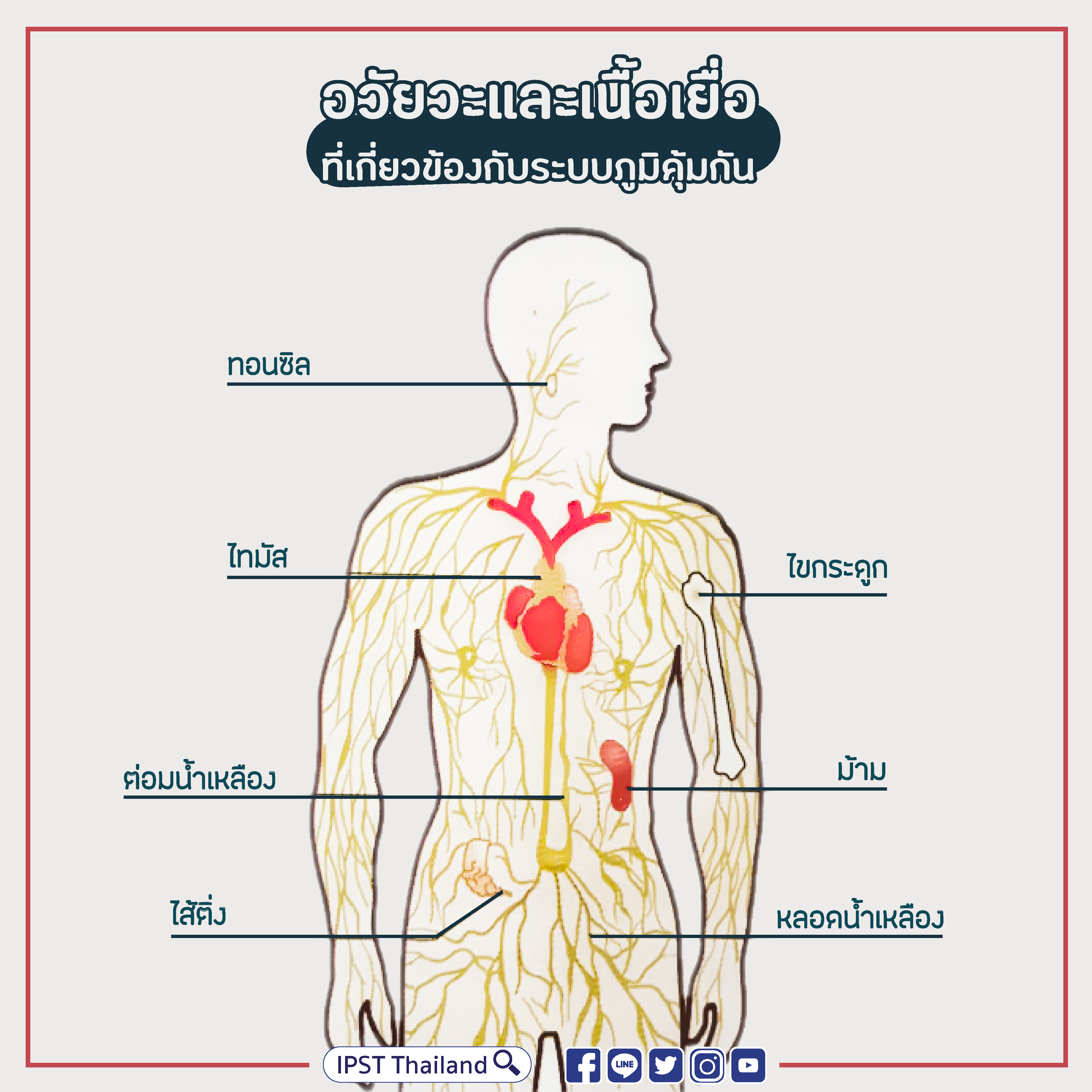 เซลล์ ร่างกาย