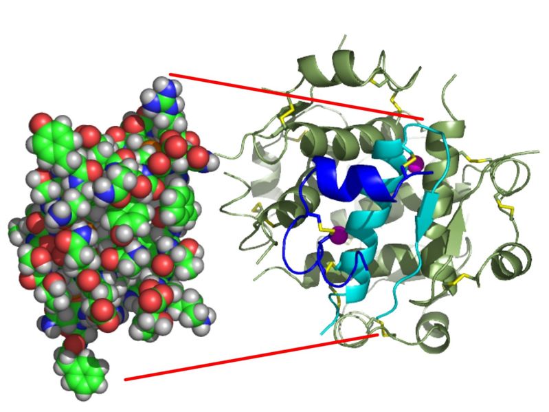 3438455881799px-InsulinMonomer