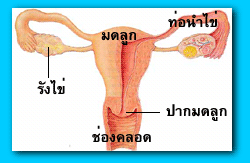 8-9femredudt