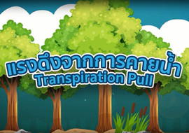 แอนิเมชัน : การลำเลียงน้ำในพืช พารามิเตอร์รูปภาพ 1