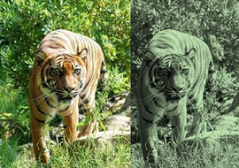 เหตุใดสีส้มของเสือจึงเป็นลายพรางที่ดี รูปภาพ 1
