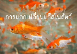 การแลกเปลี่ยนแก๊สในสัตว์ รูปภาพ 1