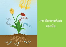การสังเคราะห์แสงของพืช พารามิเตอร์รูปภาพ 1