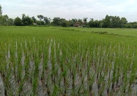 อดีตกับปัจจุบันใส่ปุ๋ยข้าวต่างกันหรือไม่ พารามิเตอร์รูปภาพ 1