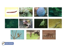 วีดิทัศน์ : อาณาจักรสัตว์ พารามิเตอร์รูปภาพ 1