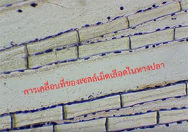 วีดิทัศน์ : การเคลื่อนที่ของเซลล์เม็ดเลือดในหางปลา รูปภาพ 1