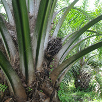 ต้นปาล์ม รูปภาพ 4