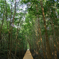 ป่าชายเลน พารามิเตอร์รูปภาพ 4