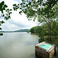 ป่าชายเลน พารามิเตอร์รูปภาพ 6