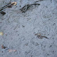 ปลาตีน พารามิเตอร์รูปภาพ 1