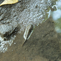 ปลาตีน พารามิเตอร์รูปภาพ 2