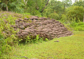 หินสมอง พารามิเตอร์รูปภาพ 1