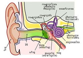 หูของคนเรามีผลต่อการทรงตัวอย่างไร รูปภาพ 1