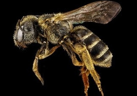 ผึ้งอัจฉริยะ นักจดจำจากธรรมชาติ รูปภาพ 1