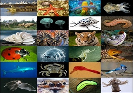 อาณาจักรสัตว์ รูปภาพ 1