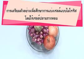 วีดิทัศน์ : การเตรียมตัวอย่างเพื่อศึกษาการแบ่งเซลล์แบบไมโทซิ ... รูปภาพ 1