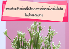 วีดิทัศน์ : การเตรียมตัวอย่างเพื่อศึกษาการแบ่งเซลล์แบบไมโอซิ ... รูปภาพ 1