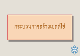 แอนิเมชัน : กระบวนการสร้างเซลล์ไข่ พารามิเตอร์รูปภาพ 1