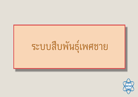 แอนิเมชัน : ระบบสืบพันธุ์เพศชาย พารามิเตอร์รูปภาพ 1