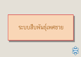 แอนิเมชัน : ระบบสืบพันธุ์เพศชาย รูปภาพ 1