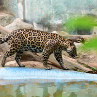 เสือดาว พารามิเตอร์รูปภาพ 4