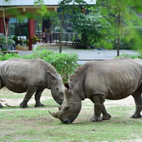 แรด พารามิเตอร์รูปภาพ 4