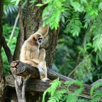 ชะนี พารามิเตอร์รูปภาพ 1